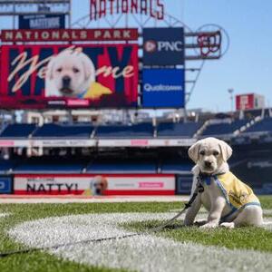 Natty Dogfest 2026